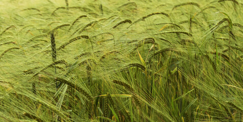 a close up shot of barley in a field