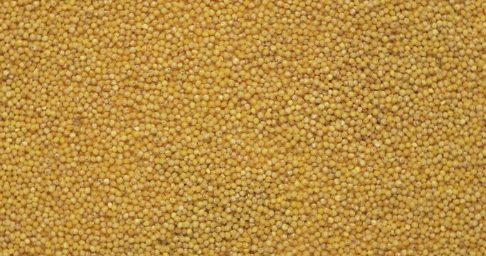 Closeup millet groats rotation, background, texture. Food background.