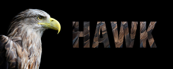 Portrait of hawk with a name on a dark background. The text is from her feathers
