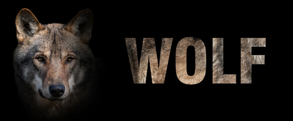 Portrait of wolf with a name on a dark background. The text is from her fur