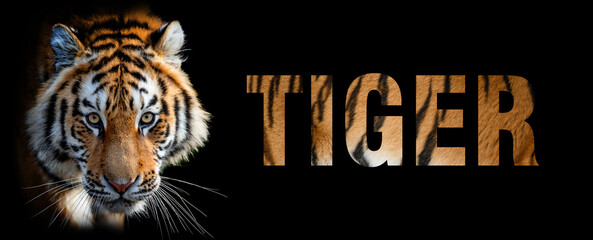 Portrait of tiger with a name on a dark background. The text is from her fur