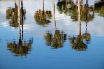 Palm trees reflecting in the water