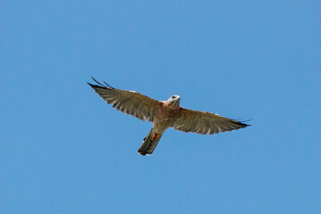 Levant sparrowhawk accipiter brevipes in flight under blue sky. Rare bird of prey in wildlife