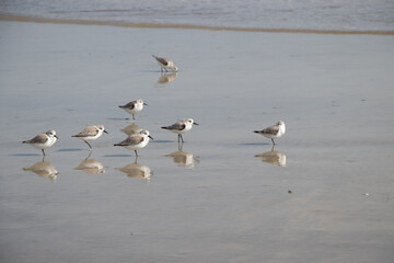 Shore birds on the beach