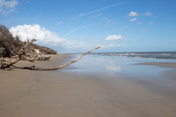 Driftwood on the shore of the Atlantic Ocean