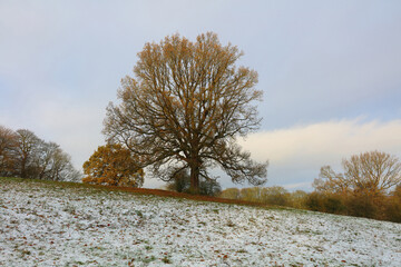 Winter Scene with bare braodleaf trees and snow at Sunderland Bridge, County Durham, England, UK.