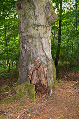 Old gnarled trees with moss covered roots in a forest