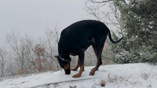 Doberman Pinscher, Dog Enjoying The Snowy Forest View Winter Cold Day 1