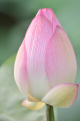 Fototapeta na wymiar a Lotus flower and Lotus flower plants