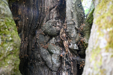 Old gnarled tree, lightning struck the trunk once
