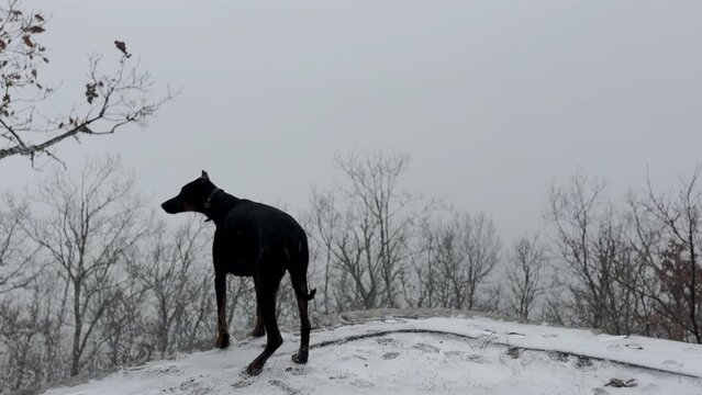 Doberman Pinscher, Dog Enjoying The Snowy Forest View Winter Cold Day 3