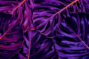 Tropical leaves, flat lay of monstera plant, neon glow color toned