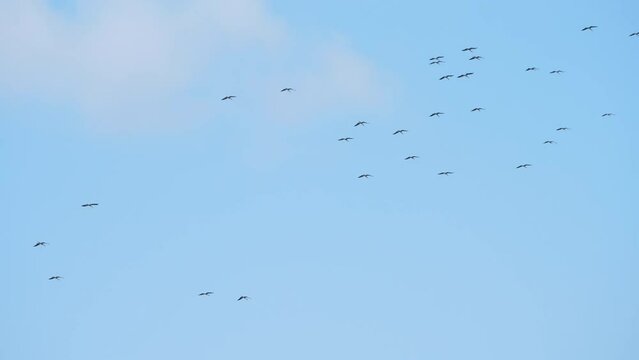 Flock of birds flying at against the blue sky. Silhouette of wild bird herons in the sky