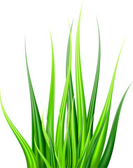 Fototapeta premium green grass realistic illustration
