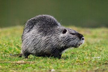 Nutria looking for food. Standing in the short grass, closeup. Genus Myocastor coypus.	