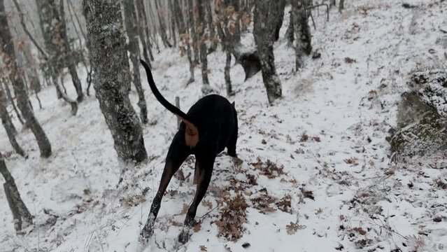 Doberman Pinscher, Dog Running In The Snowy Forest Winter Cold Day 