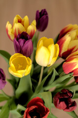 Bright and colourful tulips in a vase. Beautiful and tender flowers create perfect spring mood.