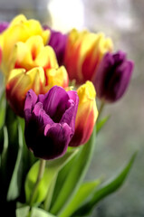 Bright and colourful tulips in a vase. Beautiful and tender flowers create perfect spring mood.