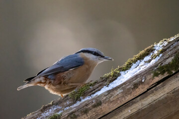 Obraz premium A nuthatch songbird at a feeding place next to the Mönchbruch pond in Mörfelden-Walldorf, Hesse Germany in winter.