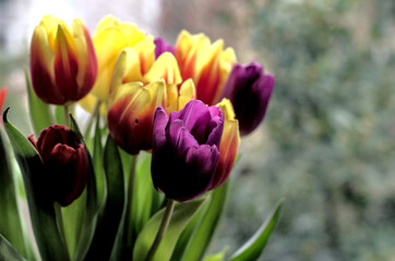 Obraz premium Bright and colourful tulips in a vase. Beautiful and tender flowers create perfect spring mood.