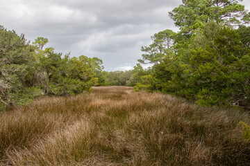 meadow surrounded by trees