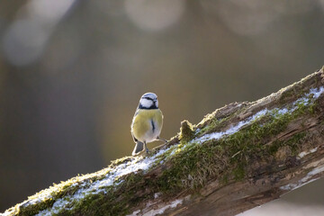 Blue tit at a feeding place at the Mönchbruch pond in a natural reserve in Hesse Germany. Looking for food in winter time.