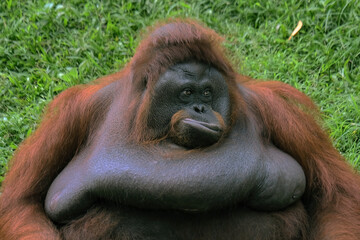 bornean orangutan