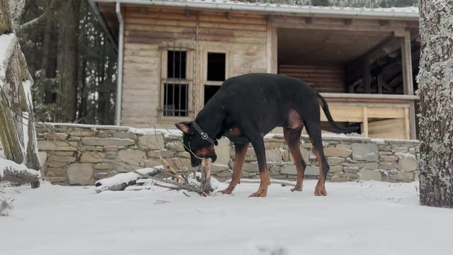 Doberman Pinscher Dog, Playing And Biting Big Wood Branch Snowy Forest Winter Day 