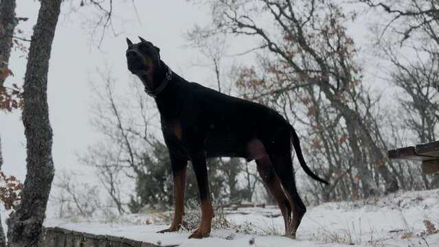 Giant Doberman Pinscher Dog, In The Forest Snowy Winter Day 