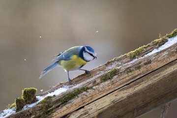 Blue tit at a feeding place at the Mönchbruch pond in a natural reserve in Hesse Germany. Looking for food in winter time.