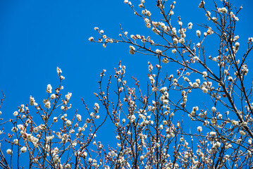 春の訪れの近さを感じさせる白梅