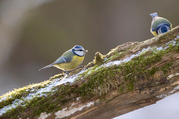 Blue tit at a feeding place at the Mönchbruch pond in a natural reserve in Hesse Germany. Looking for food in winter time.