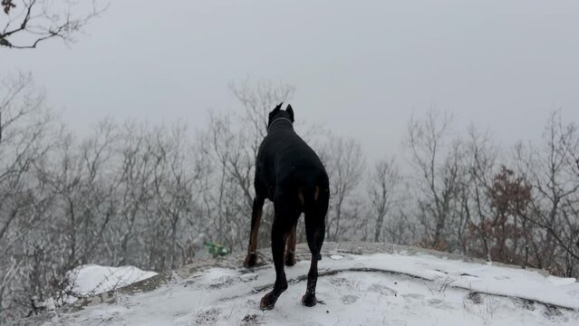 Doberman Pinscher, Dog Enjoying The Snowy Forest View Winter Cold Day 4