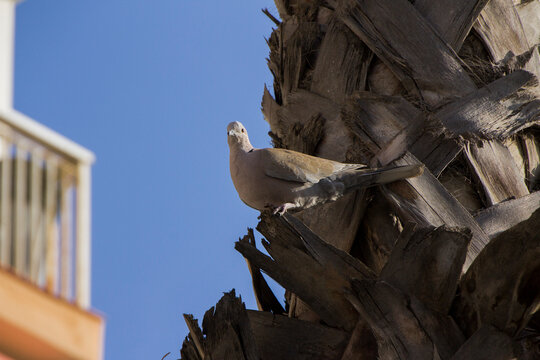 Collared dove on a palm tree