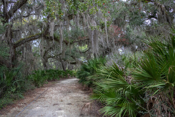 Path through Spanish moss covered trees