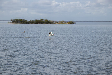 Fototapeta na wymiar Pelican flying over water in Florida