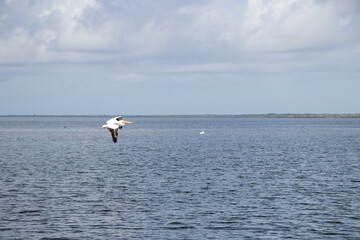 White pelican taking flight