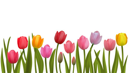 Spring flowers. Floral background. Tulips. Beautiful illustration. Red. Pink. Green leaves. Border. Bouquet. March 8.
