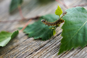 Yellow caterpillar on a leaf on a table