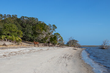 Wild horses on the beach in Georgia, United States on Cumberland Island