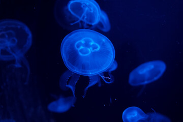 Blue jellyfish in Aquarium