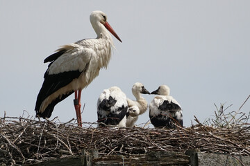 Storks and his chicks in a nest in Germany