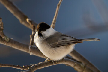 Willow Tit (Poecile montanus)
