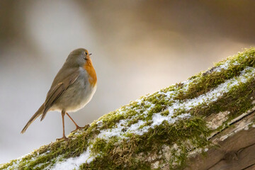 A robin songbird looking for food in winter, sitting on a branch of a tree in the city forest of Frankfurt in Hesse, Germany.