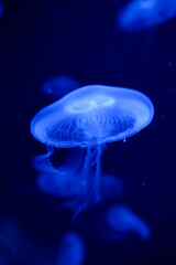 Beautiful glowing blue jellyfish swimming in an aquarium