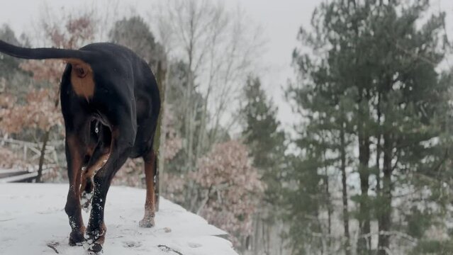 Doberman Pinscher, Dog Enjoying The Snowy Forest View Winter Cold Day 5