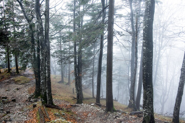 Bergwald im Nebel mit Laubbäumen