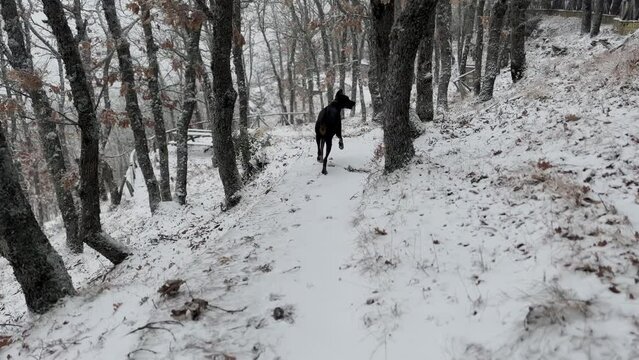 Doberman Pinscher, Dog Exploring The Snowy Oak Forest Winter Day