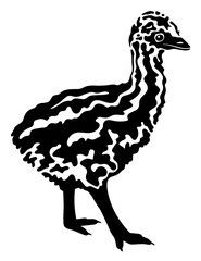 Little emu black and white vector illustration