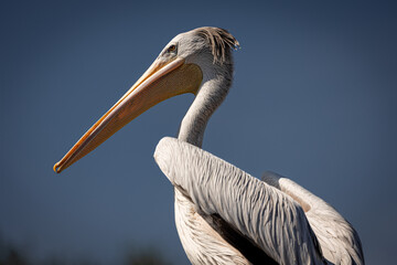Pelican close up